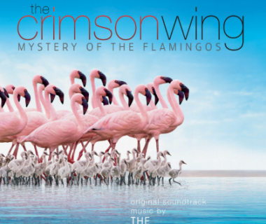 Makna Lagu Arrival of the Birds – The Cinematic Orchestra